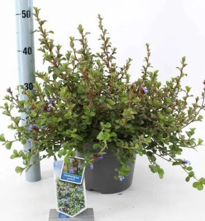 Ceratostigma griffithii - Loodkruid