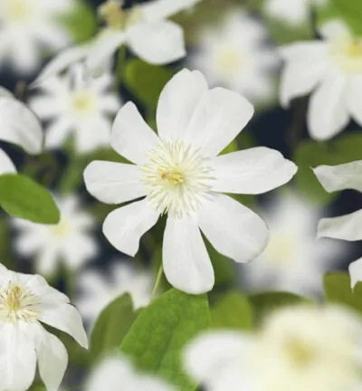Clematis patens 'Wada's Primrose' - Bosrank