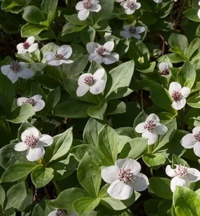 Cornus Canadensis - Kriechender Hartriegel