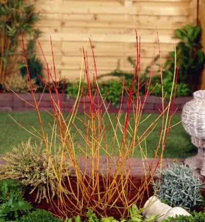 Cornus sanguinea 'Midwinter Fire' - Kornoelje