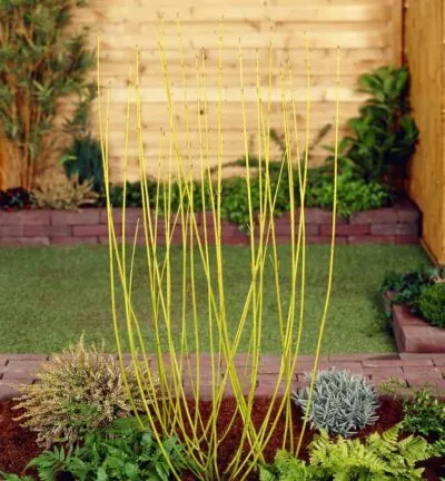 Cornus stolonifera Flaviramea - Kornoelje