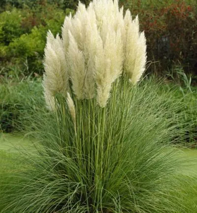 Cortaderia Selloana 'Pumila'  -  Dwergpampasgras