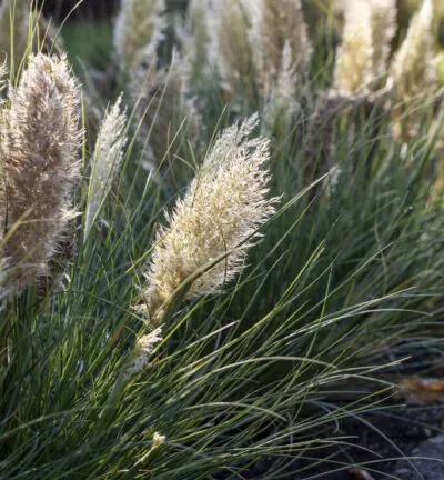 Cortaderia Selloana 'Tiny Pampa' - Dwergpampasgras