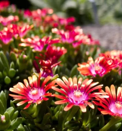 Delosperma 'Fire Spinner' - IJsbloem