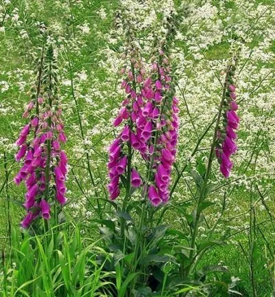 Digitalis purpurea - Vingerhoedskruid