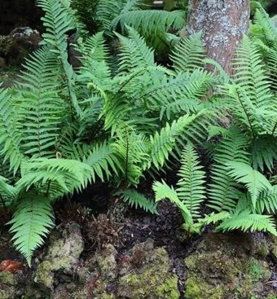 Dryopteris 'Affinis' - Schildvaren