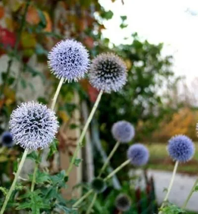 Echinops 'Ritro' - Kogeldistel