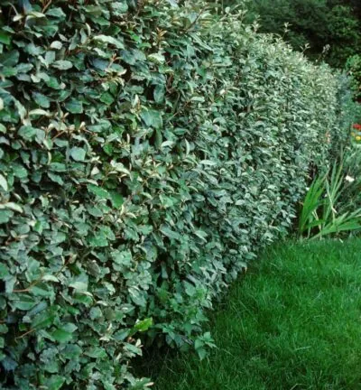 Elaeagnus ebbingei - Olijfwilg