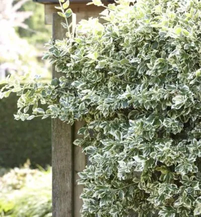 Euonymus fortunei 'Emerald Gaiety' - Kardinaalsmuts