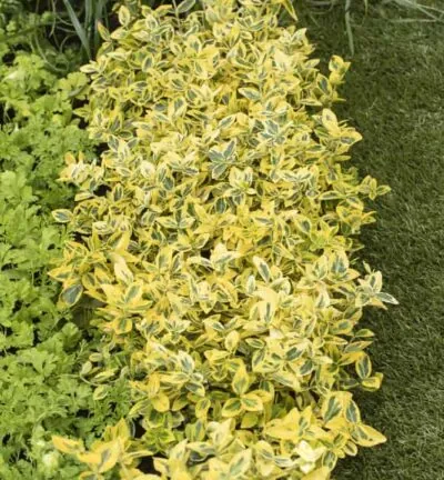 Euonymus fortunei 'Emerald ´n Gold' - Kardinaalsmuts