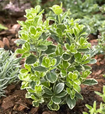Euonymus japonicus 'Kathy' - Japanse Kardinaalsmuts