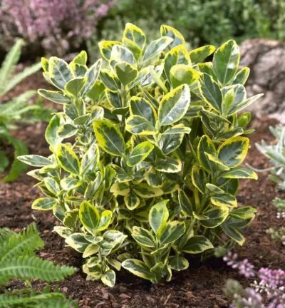 Euonymus japonicus 'Marieke' - Japanse Kardinaalsmuts