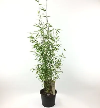 Fargesia 'Red Dragon' - Niet-woekerende bamboe