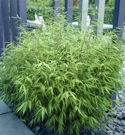 Fargesia 'Rufa' - Niet-woekerende bamboe