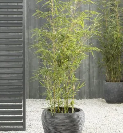 Fargesia robusta 'Campbell' - Niet-woekerende bamboe