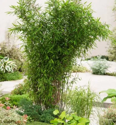 Fargesia robusta 'Formidable' - Niet-woekerende bamboe