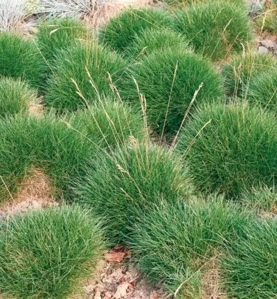 Festuca Gautieri - Zwenkgras