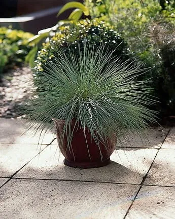 Festuca Glauca - Blauw Schapengras