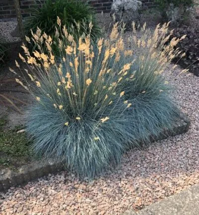 Festuca Glauca 'Elijah Blue' - Blauw Schapengras