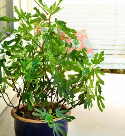 Ficus 'Little Miss Figgy' - Dwergvijg