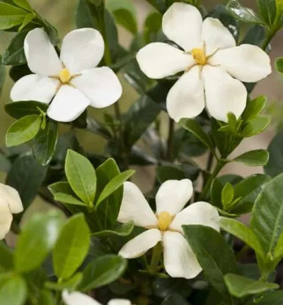 Gardenia jasminoides 'Kleim's Hardy' - Kaapse Jasmijn