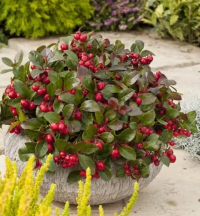 Gaultheria Procumbens 'Big Berry' - Bergthee