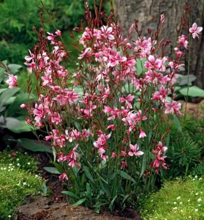 Gaura lindheimeri 'Siskiyou Pink' - Lindheimers prachtkaars