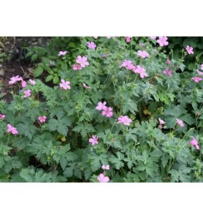 Geranium 'Nodosum' - Ooievaarsbek