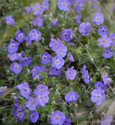 Geranium 'Orion' - Ooievaarsbek