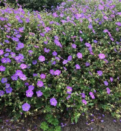 Geranium Rozanne - Ooievaarsbek