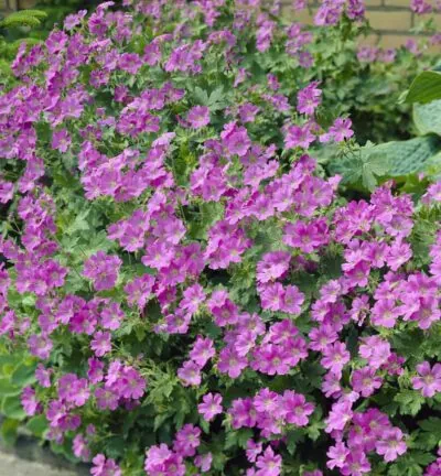 Geranium 'Sirak' - Ooievaarsbek