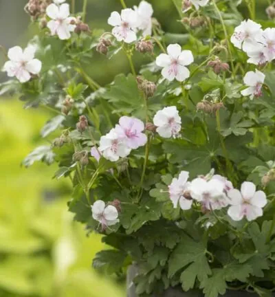 Geranium cantabrigiense 'Biokovo' - Ooievaarsbek