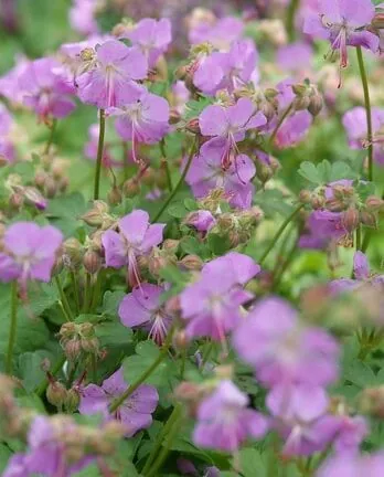 Geranium cantabrigiense 'Cambridge' - Ooievaarsbek