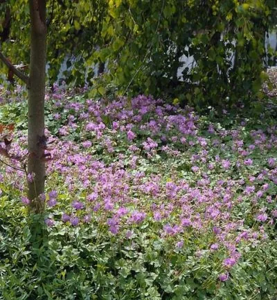 Geranium cantabrigiense 'Karmina' - Ooievaarsbek