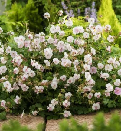 Geranium cantabrigiense 'St. Ola' - Ooievaarsbek