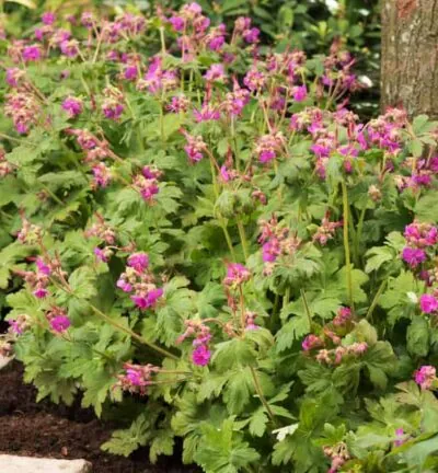 Geranium macrorrhizum ´Ingwersen's Variety´ - Ooievaarsbek
