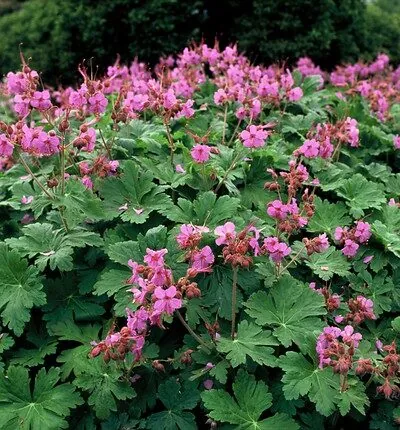 Geranium macrorrhizum - Ooievaarsbek
