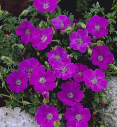 Geranium sanguineum - Ooievaarsbek