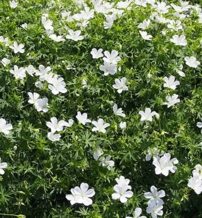 Geranium sanguineum 'Album' - Ooievaarsbek