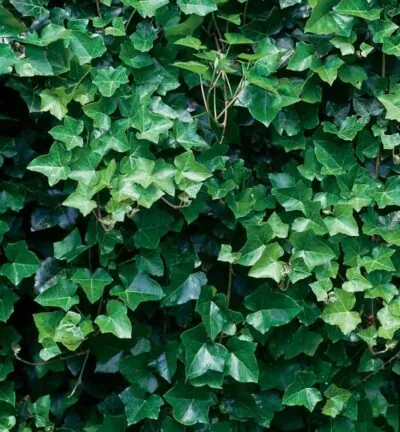 Hedera helix Hibernica - Ierse klimop