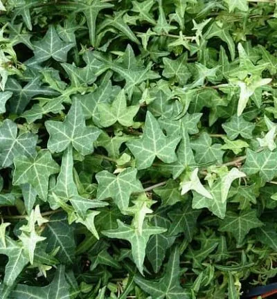 Hedera helix - Kleinbladige klimop