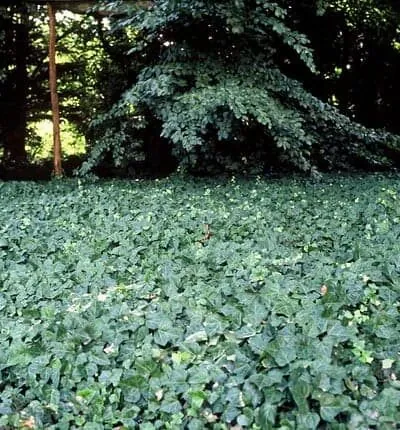 Hedera helix Woerner - Klimop