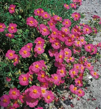 Helianthemum 'Ben Hope' - Zonneroosje