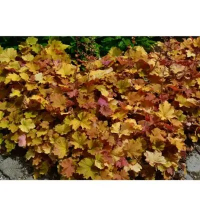 Heuchera 'Caramel' - Purperklokje