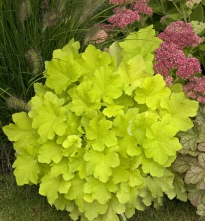 Heuchera 'Citronelle' - Purperklokje