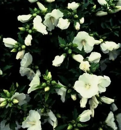 Hibiscus syriacus 'Totus Alba' - Altheastruik