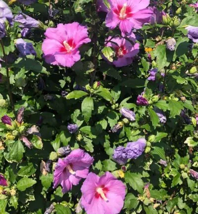 Hibiscus syriacus 'Woodbridge' - Altheastruik