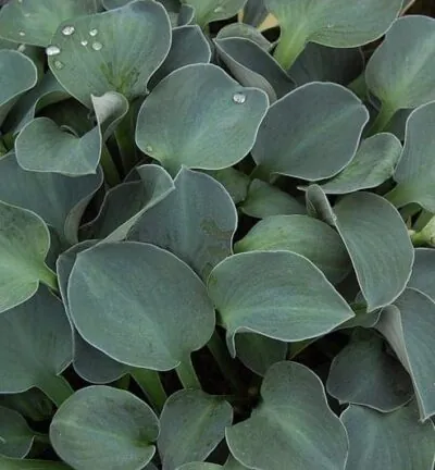 Hosta 'Blue Mouse Ears' - Hartlelie