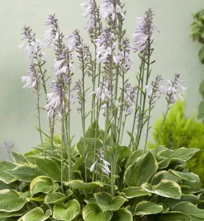 Hosta Fortunei 'Aureomarginata' - Hartlelie