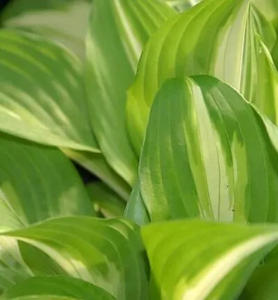 Hosta undulata 'Mediovariegata' - Hartlelie
